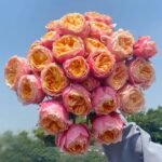 Romantic Vuvuzela Rose