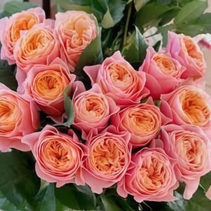 Romantic Vuvuzela Rose