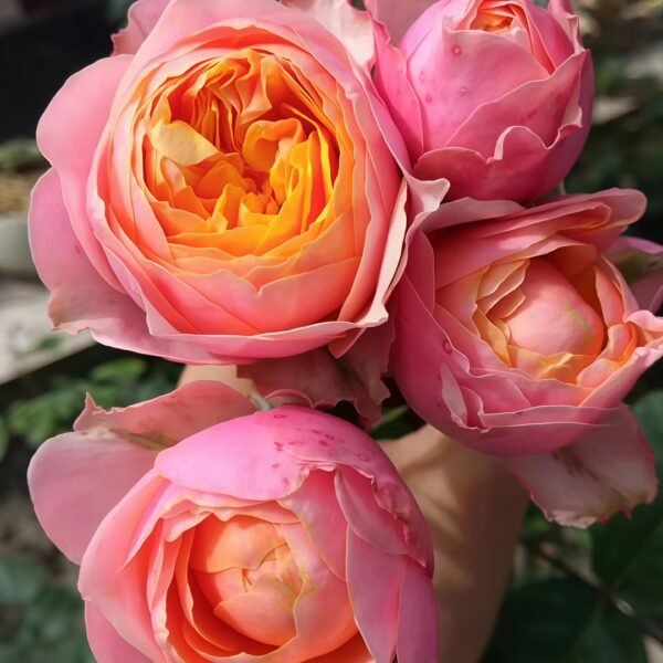 Romantic Vuvuzela Rose