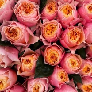 Romantic Vuvuzela Rose