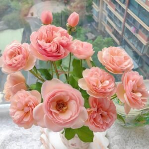 Rose Angers Rose Plant|娇媚昂热城堡 - 图片 10