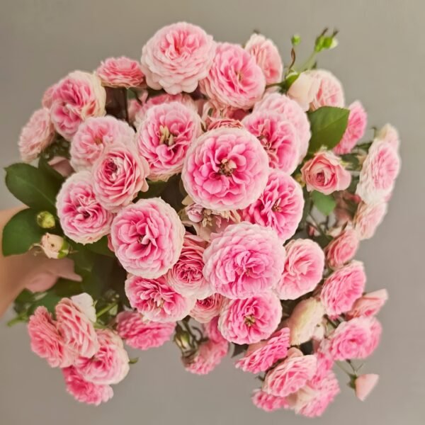 Rouge Rose01 Rouge Rose