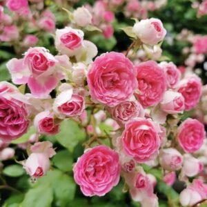 Rouge Rose