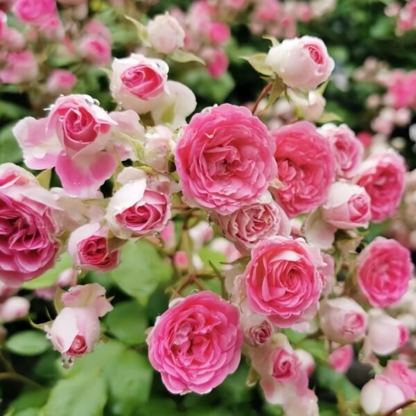 Rouge Rose