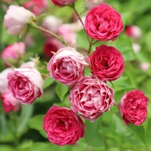 Rouge Rose