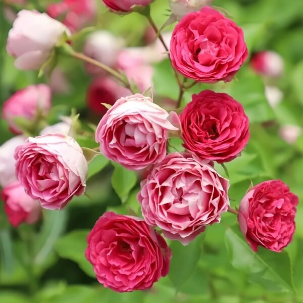 Rouge Rose