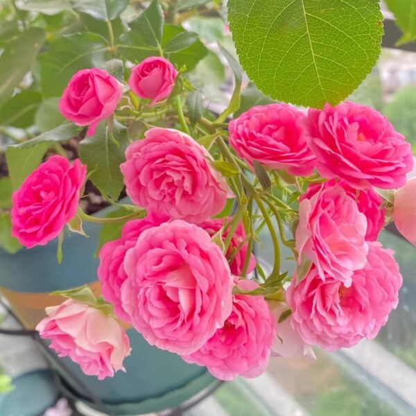 Rouge Rose