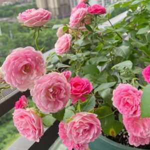 Rouge Rose