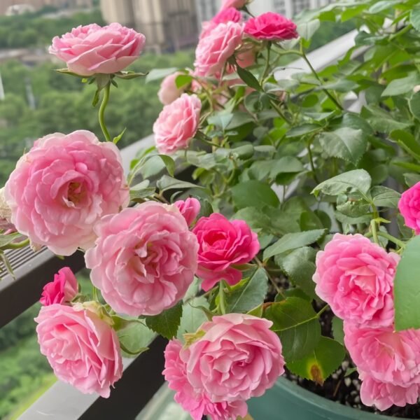 Rouge Rose