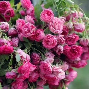 Rouge Rose