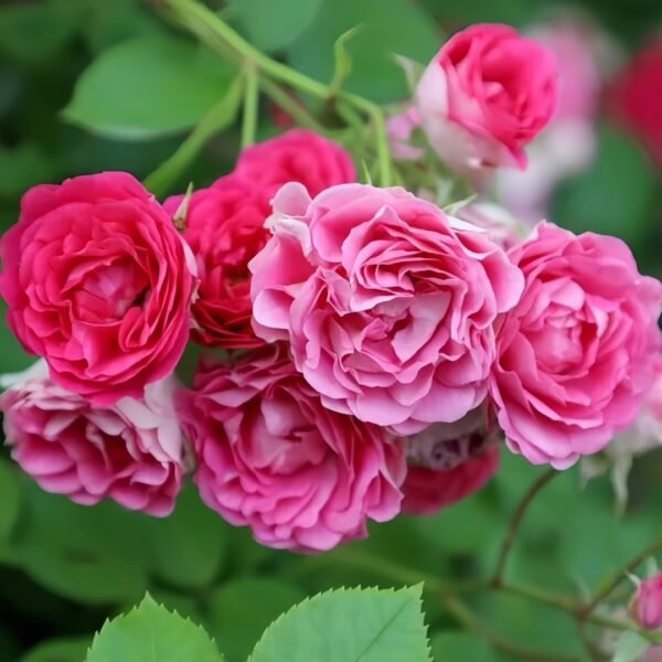Rouge Rose
