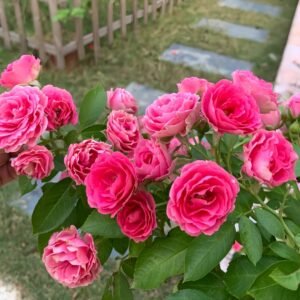 Rouge Rose