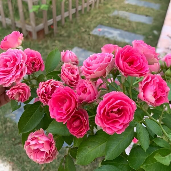 Rouge Rose