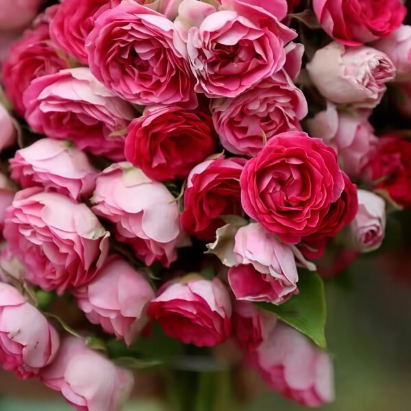 Rouge Rose