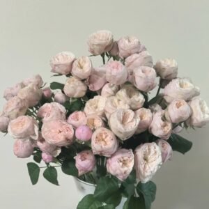 Royal Blush Rose