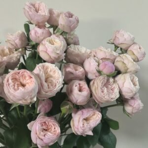 Royal Blush Rose