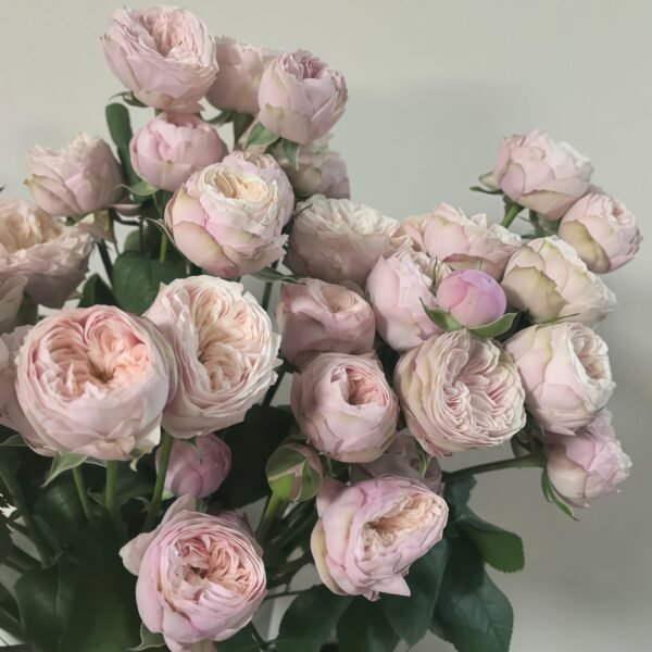 Royal Blush Rose