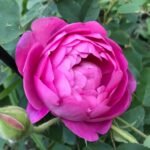 Royal Jubilee Rose