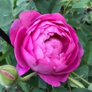 Royal Jubilee Rose