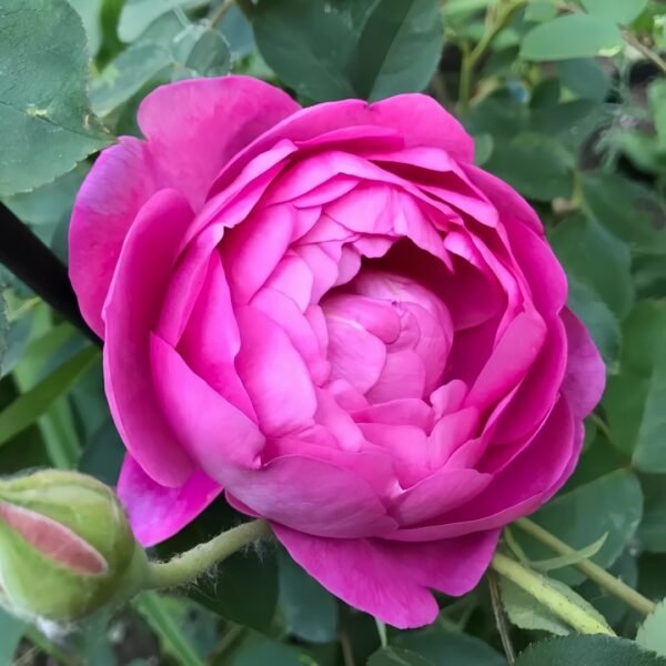 Royal Jubilee Rose