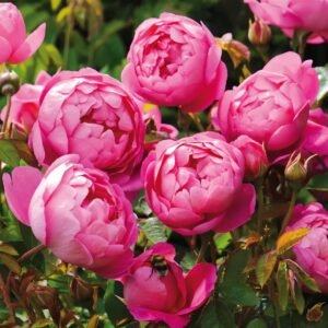 Royal Jubilee Rose