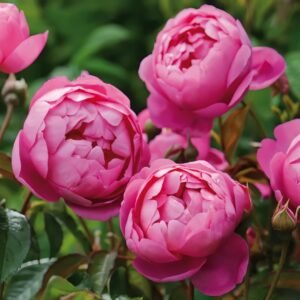 Royal Jubilee Rose