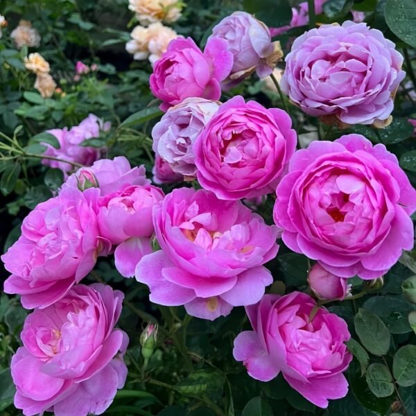 Royal Jubilee Rose
