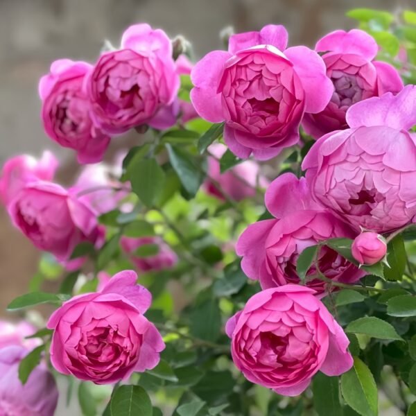 Royal Jubilee Rose