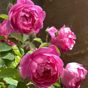 Royal Jubilee Rose