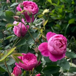 Royal Jubilee Rose