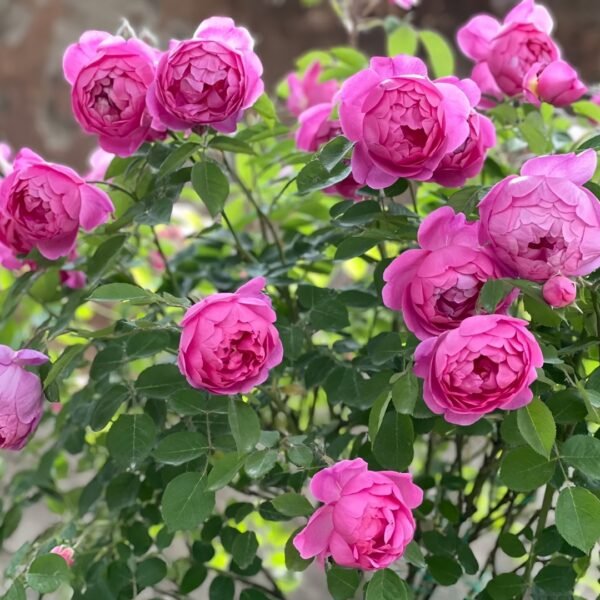 Royal Jubilee Rose