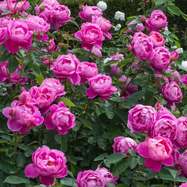 Royal Jubilee Rose