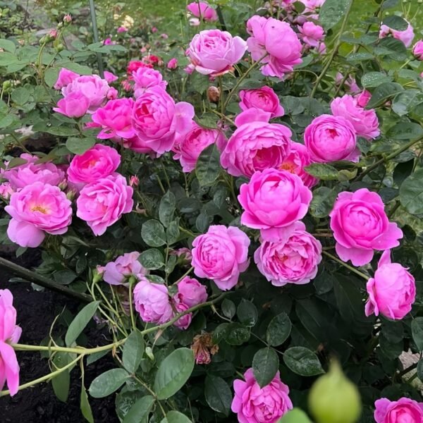 Royal Jubilee Rose