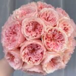 Salmanasar Rose