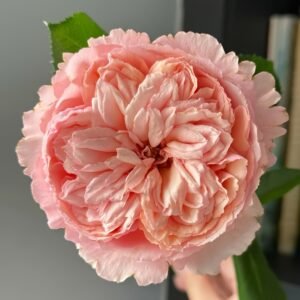 Salmanasar Rose