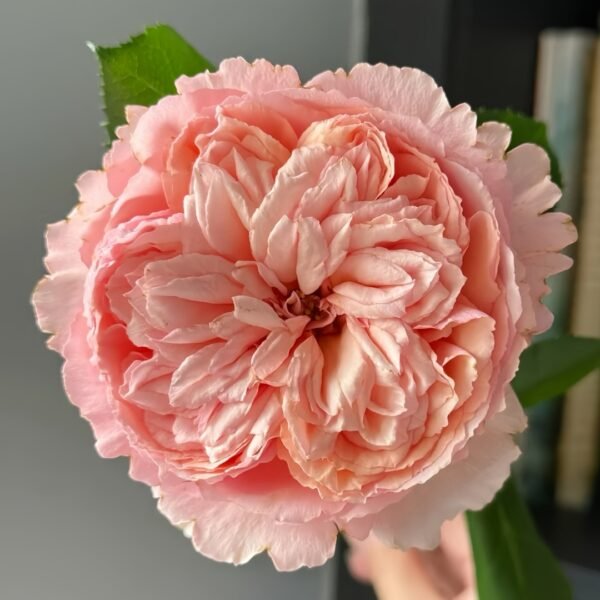 Salmanasar Rose