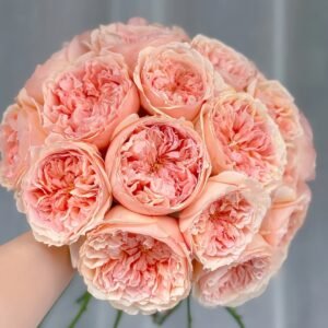Salmanasar Rose