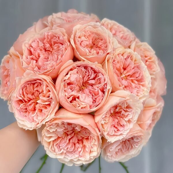 Salmanasar Rose