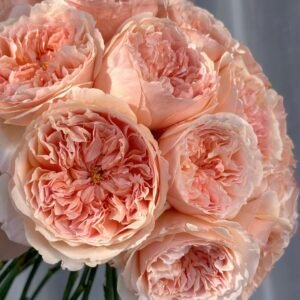 Salmanasar Rose