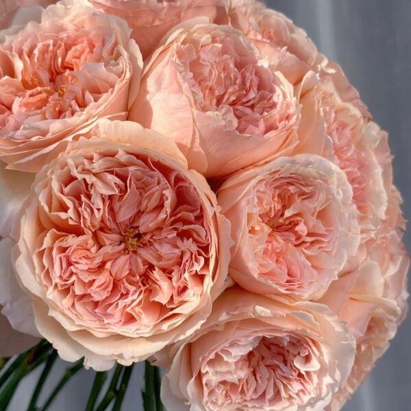 Salmanasar Rose