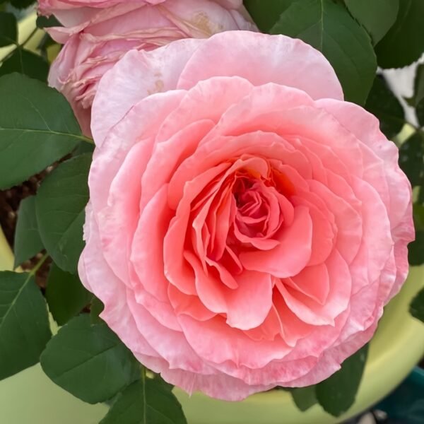 Salmanasar Rose