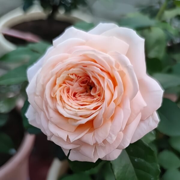 Salmanasar Rose