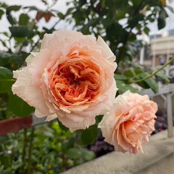 Salmanasar Rose