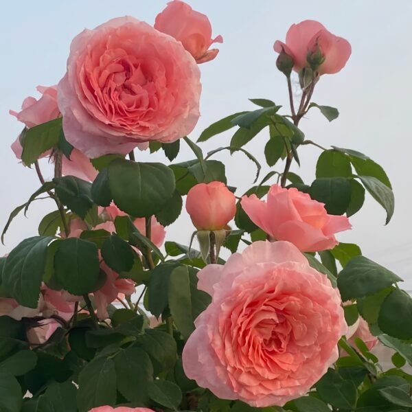 Salmanasar Rose