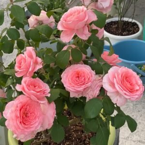 Salmanasar Rose