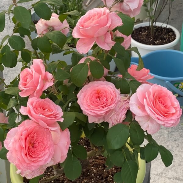 Salmanasar Rose