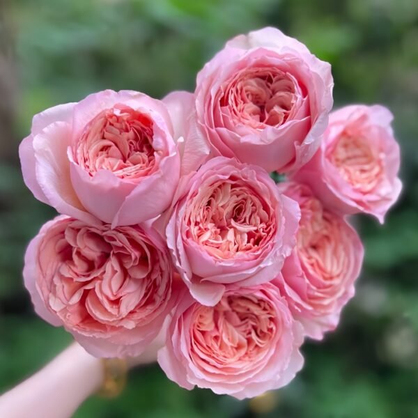 Salmanasar Rose