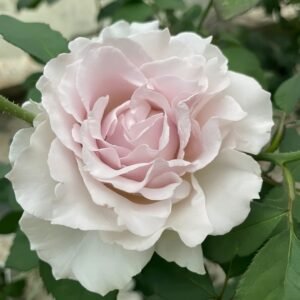 Saphiret Rose