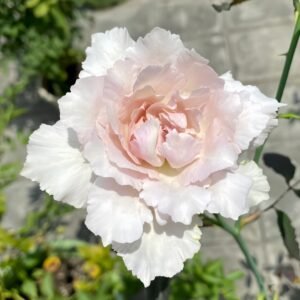Saphiret Rose