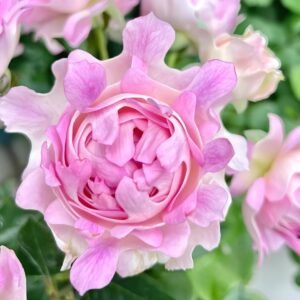 Sea Anemone Rose